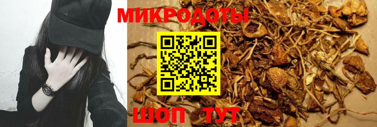 Псилоцибиновые грибы Cubensis Сосновый Бор