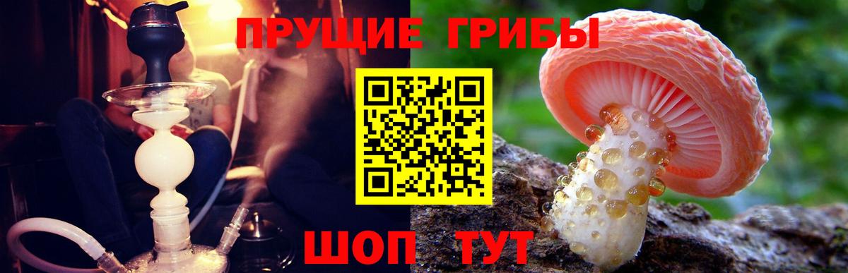 Сосновый Бор  Галлюциногенные грибы мицелий  Псилоцибиновые грибы мицелий  Вход с VPN 